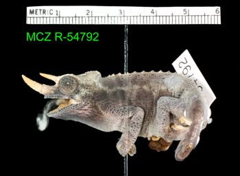 Media type: image;   Herpetology R-54792